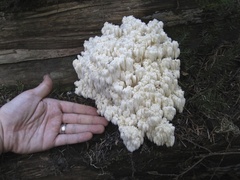 Hericium abietis