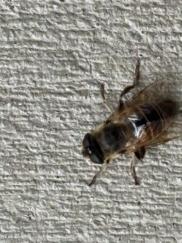 Unknown species found near S Hazel Arlene Cir, Millcreek, UT, US