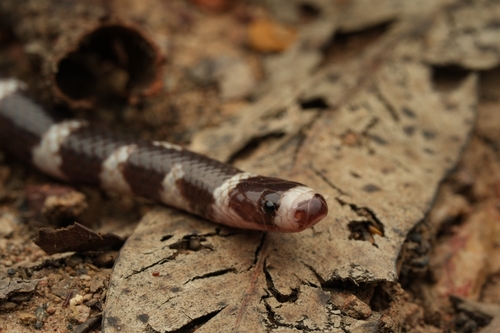 Eastern Bandy Bandy sighting