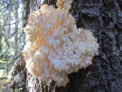 Hericium abietis