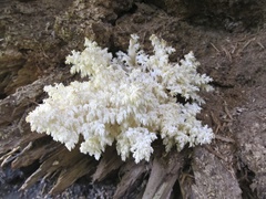 Hericium abietis