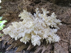 Hericium abietis
