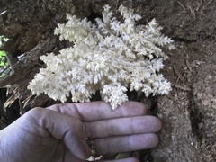 Hericium abietis