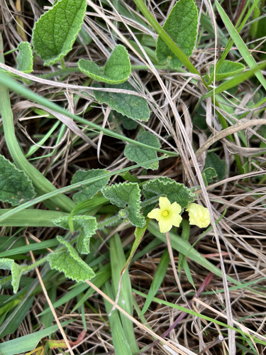 Hairy Wild Cucumber (Cucumis hirsutus)