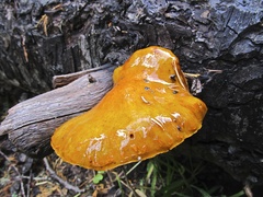 Pholiota adiposa