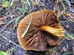 Pholiota adiposa