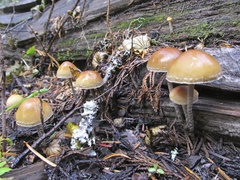 Hypholoma marginatum