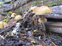Hypholoma marginatum