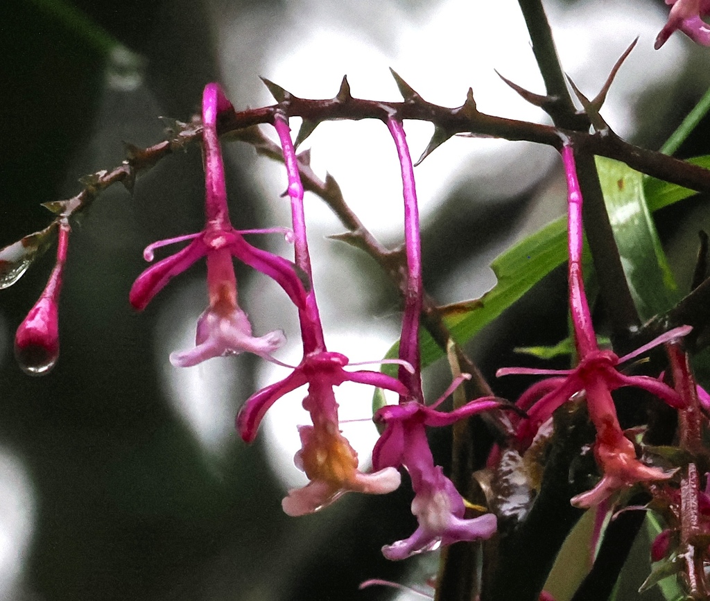 Epidendrum porphyreum