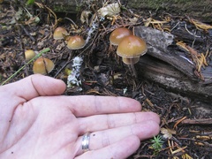 Hypholoma marginatum