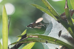 Chaetocercus berlepschi