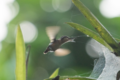 Chaetocercus berlepschi
