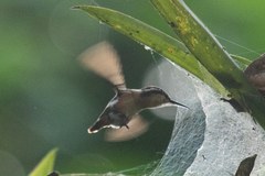 Chaetocercus berlepschi