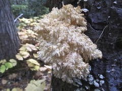 Hericium abietis