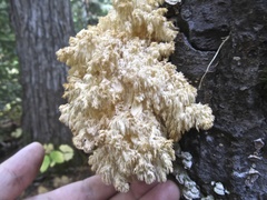 Hericium abietis