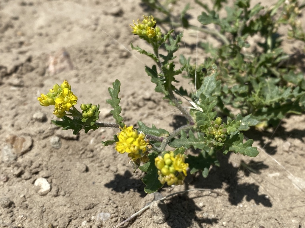 Rorippa calycina