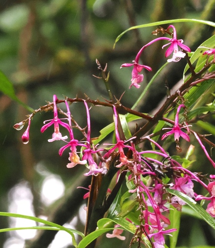 Epidendrum porphyreum, photograph 4