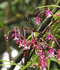 (c) desertnaturalist, some rights reserved (CC BY) Epidendrum porphyreum, photograph (c) desertnaturalist, some rights reserved (CC BY)