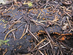 Physarum melleum