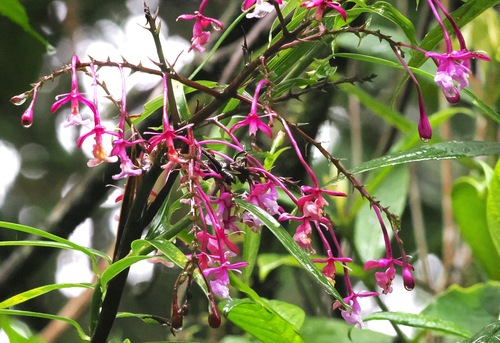 Epidendrum porphyreum, photograph 3
