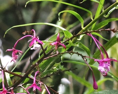 Epidendrum porphyreum, photograph (c) desertnaturalist, some rights reserved (CC BY)