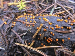 Physarum melleum