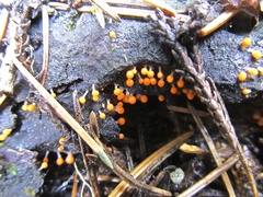 Physarum melleum
