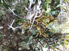 Korthalsella clavata