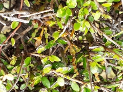 Korthalsella clavata