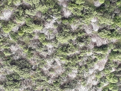 Phormium cookianum hookeri