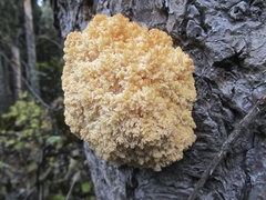 Hericium abietis