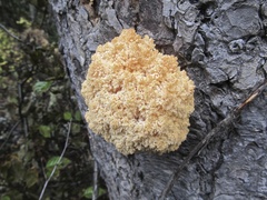 Hericium abietis