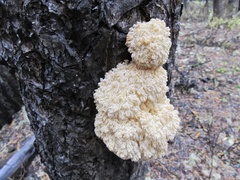 Hericium abietis