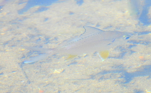 Shortnose mojarra (Diapterus brevirostris) — Gerreidae — 3