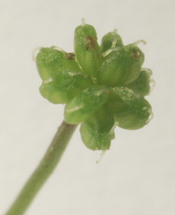 Hydrocotyle tripartita