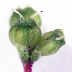 Hydrocotyle tripartita