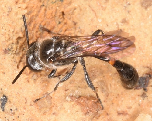 Trypoxylon collinum photo 4