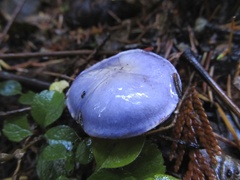 Cortinarius subfoetidus