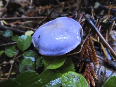 Cortinarius subfoetidus