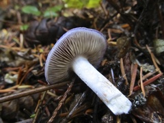 Cortinarius subfoetidus
