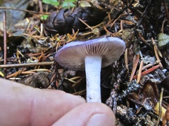 Cortinarius subfoetidus