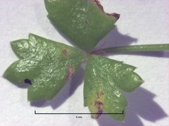 Hydrocotyle tripartita
