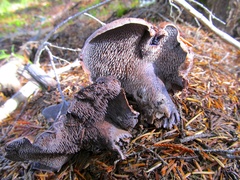 Hydnellum fuscoindicum