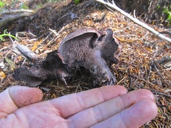 Hydnellum fuscoindicum