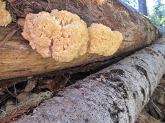 Hericium abietis