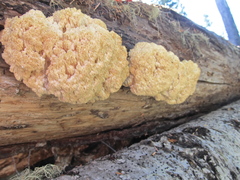 Hericium abietis