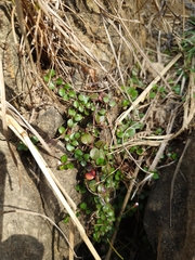 Epilobium nerteroides