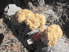 Hericium abietis