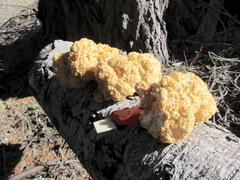 Hericium abietis