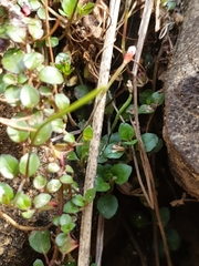 Epilobium nerteroides